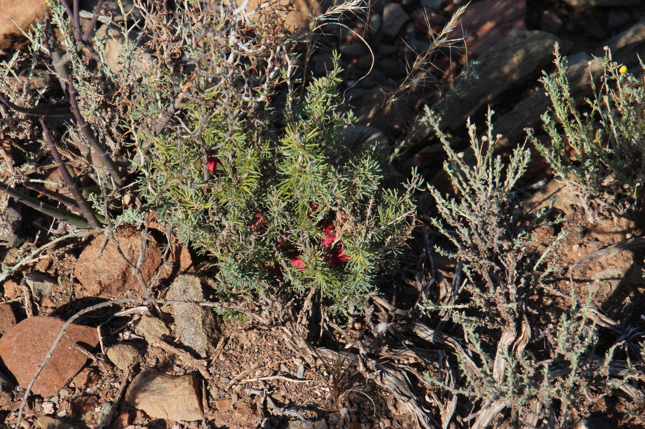 Karoo Asparagus (Asparagus acocksii)