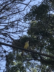 Pitangus sulphuratus