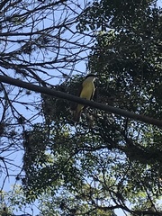 Pitangus sulphuratus