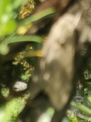 Agrius convolvuli