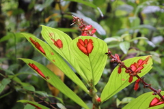 Columnea consanguinea