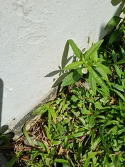 Magnoliopsida