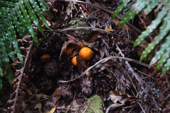 Hachettea austrocaledonica