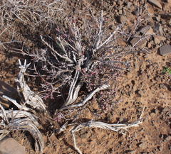 Ruschia vanderbergiae