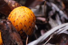 Hachettea austrocaledonica