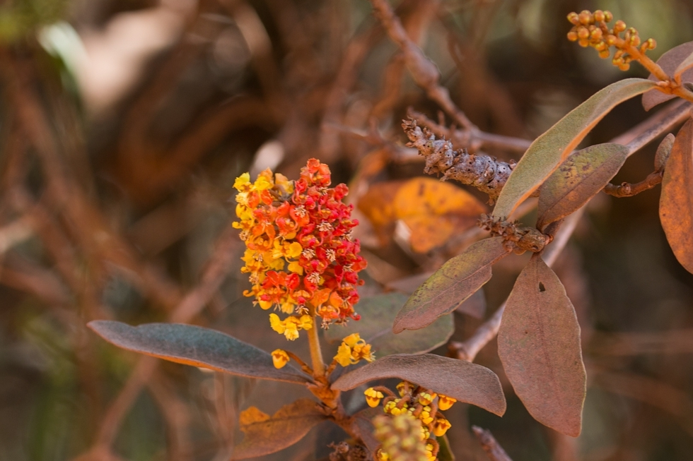 Byrsonima crassifolia