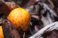Hachettea austrocaledonica