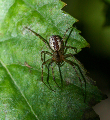 Taiga Sheetweb Weaver
