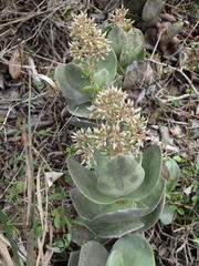 Crassula lactea