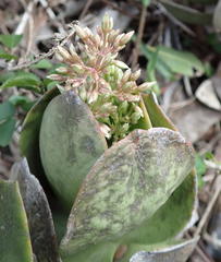 Crassula lactea
