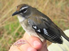 Cercotrichas