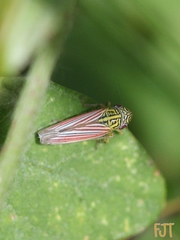 Apogonalia fraterna