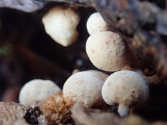 Panellus pusillus