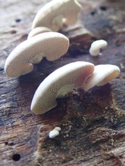 Panellus pusillus