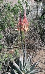 Aloe microstigma framesii
