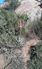 Aloe microstigma framesii