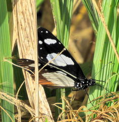 Amauris ochlea ochlea