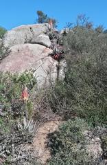 Aloe microstigma framesii