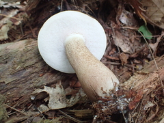 Tylopilus variobrunneus