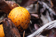 Hachettea austrocaledonica
