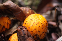 Hachettea austrocaledonica