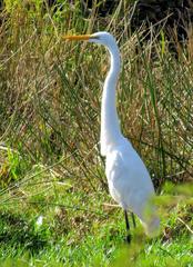 Ardea alba melanorhynchos