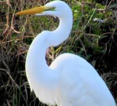 Ardea alba melanorhynchos