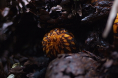 Hachettea austrocaledonica