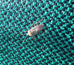 Microspilus kafferensis