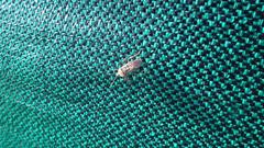 Microspilus kafferensis