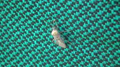 Microspilus kafferensis