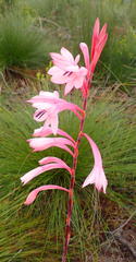 Watsonia fourcadei