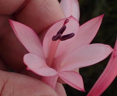Watsonia fourcadei
