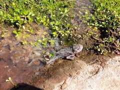 Rhinella atacamensis