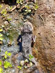 Rhinella atacamensis