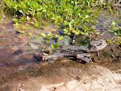 Rhinella atacamensis
