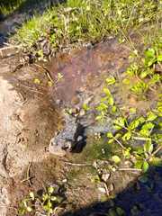 Rhinella atacamensis