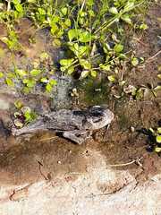 Rhinella atacamensis