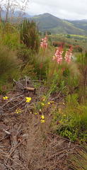 Watsonia fourcadei