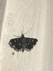 Diathrausta reconditalis