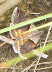 Plecopterodes moderata