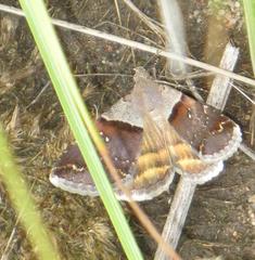 Plecopterodes moderata