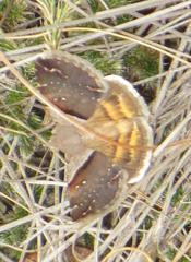 Plecopterodes moderata