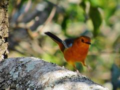 Cossypha natalensis natalensis