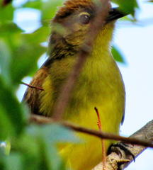 Chlorocichla flaviventris flaviventris