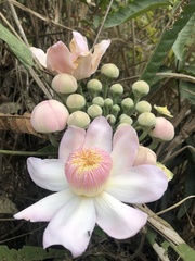 Gustavia angustifolia