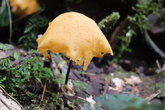 Hymenogloea papyracea