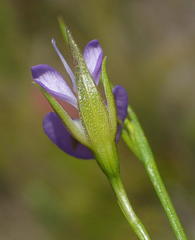 Psoralea trullata