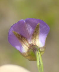 Psoralea trullata
