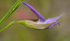 Psoralea trullata